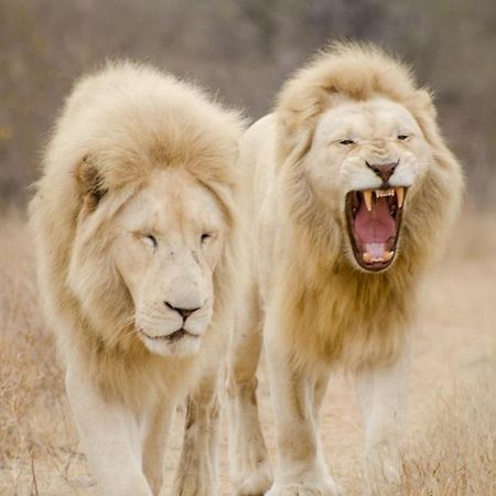 Elandela Private Game Reserve And Luxury Lodges Pty Ltd Hoedspruit Esterno foto