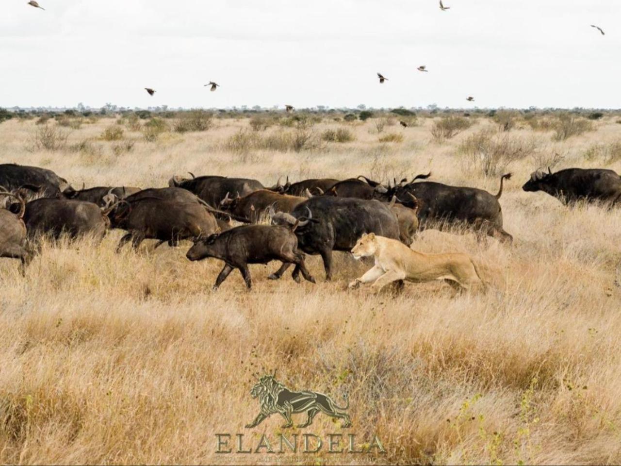 Elandela Private Game Reserve And Luxury Lodges Pty Ltd Hoedspruit Esterno foto