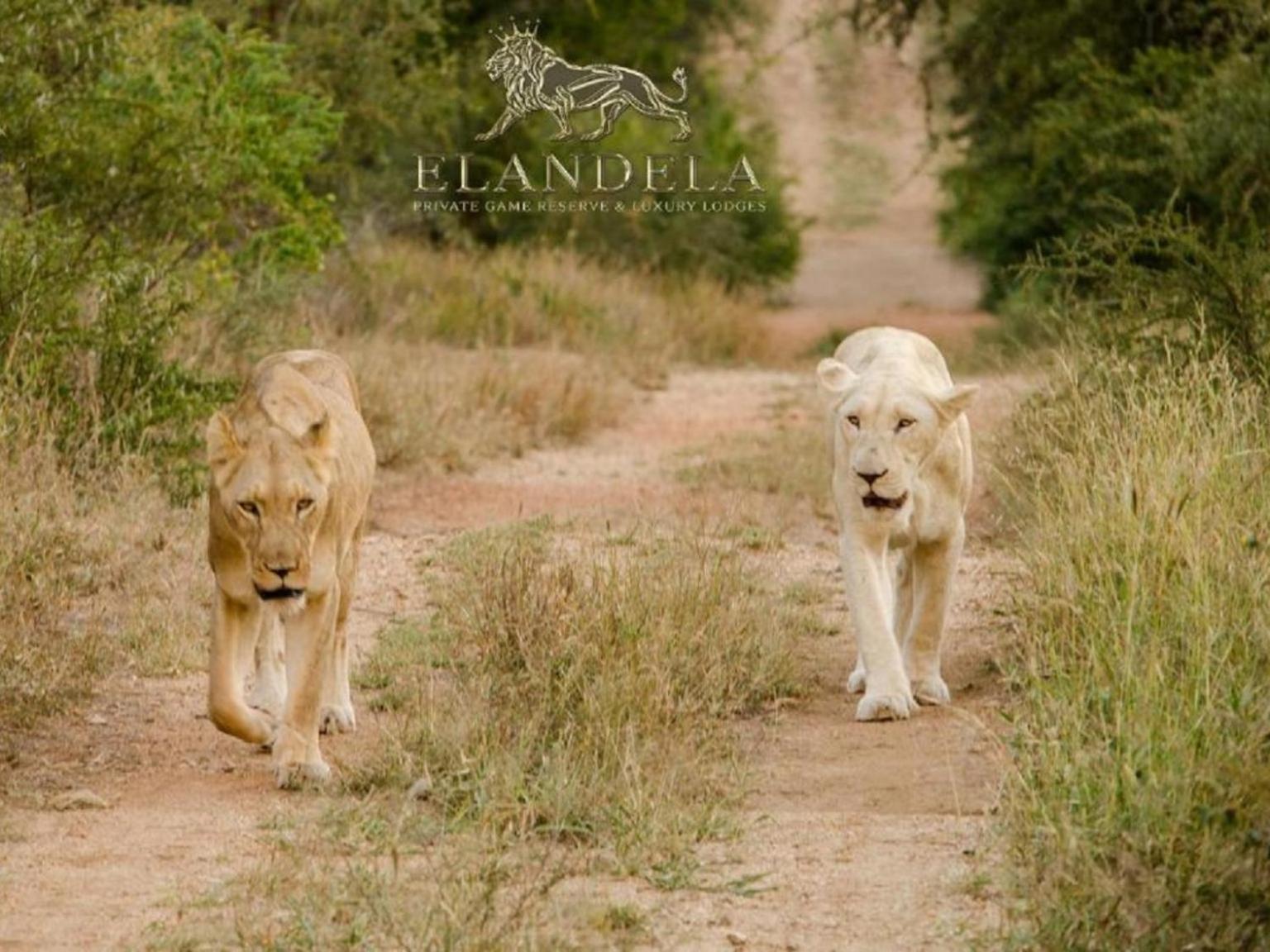Elandela Private Game Reserve And Luxury Lodges Pty Ltd Hoedspruit Esterno foto