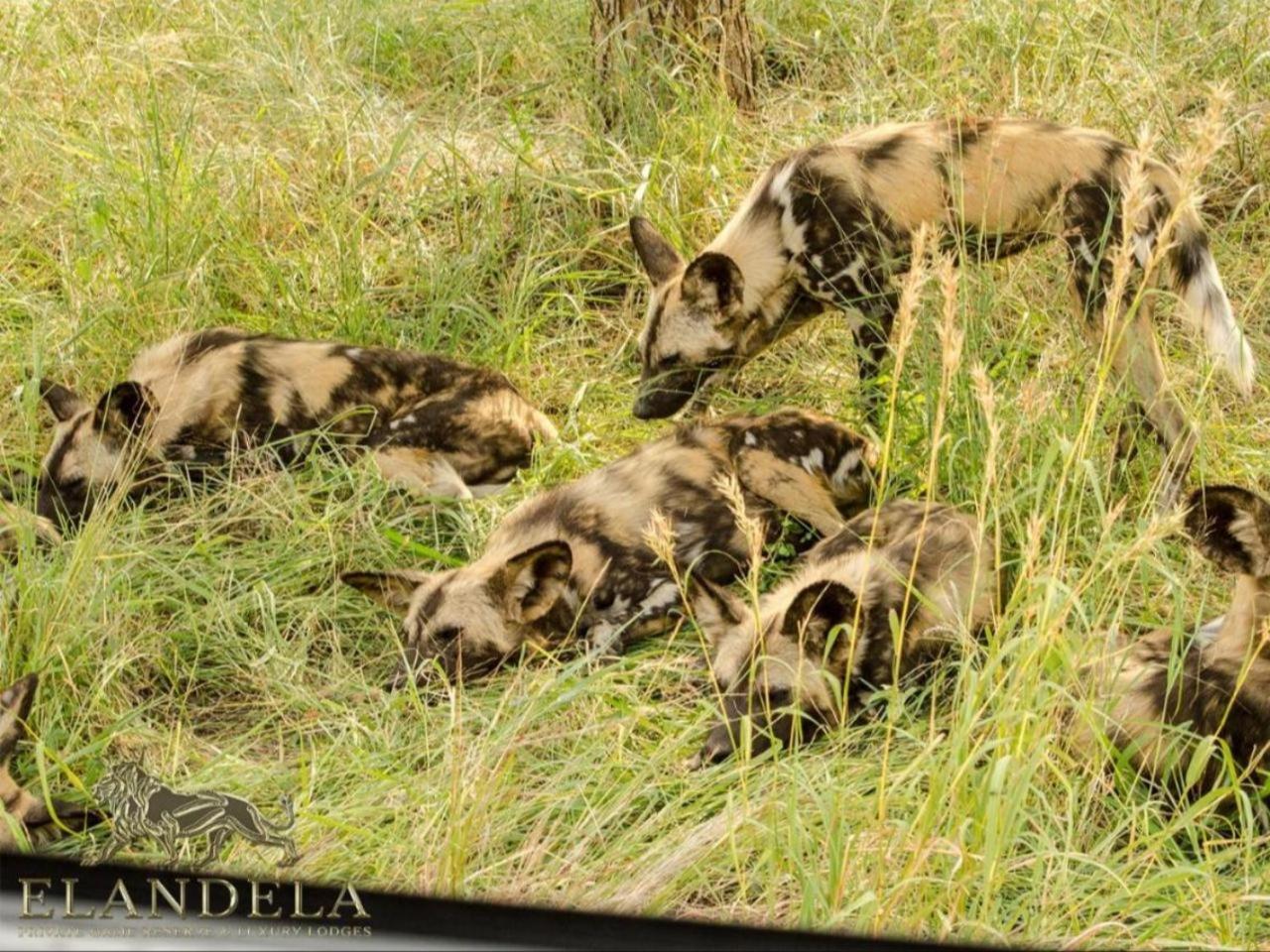 Elandela Private Game Reserve And Luxury Lodges Pty Ltd Hoedspruit Esterno foto