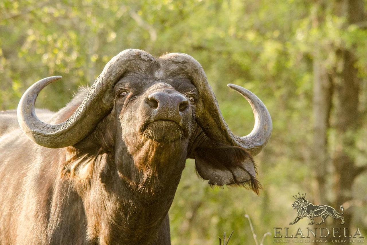 Elandela Private Game Reserve And Luxury Lodges Pty Ltd Hoedspruit Esterno foto