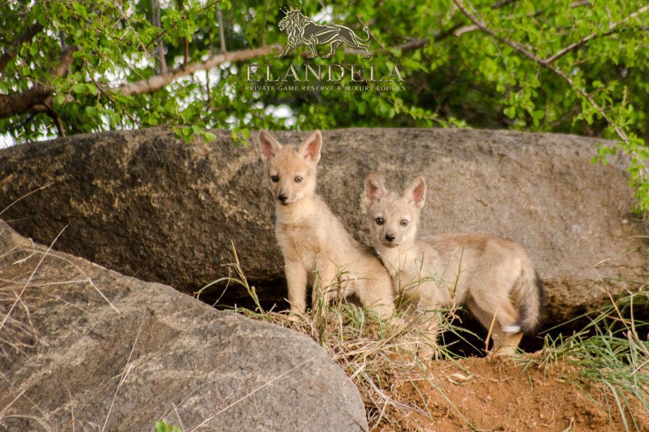 Elandela Private Game Reserve And Luxury Lodges Pty Ltd Hoedspruit Esterno foto