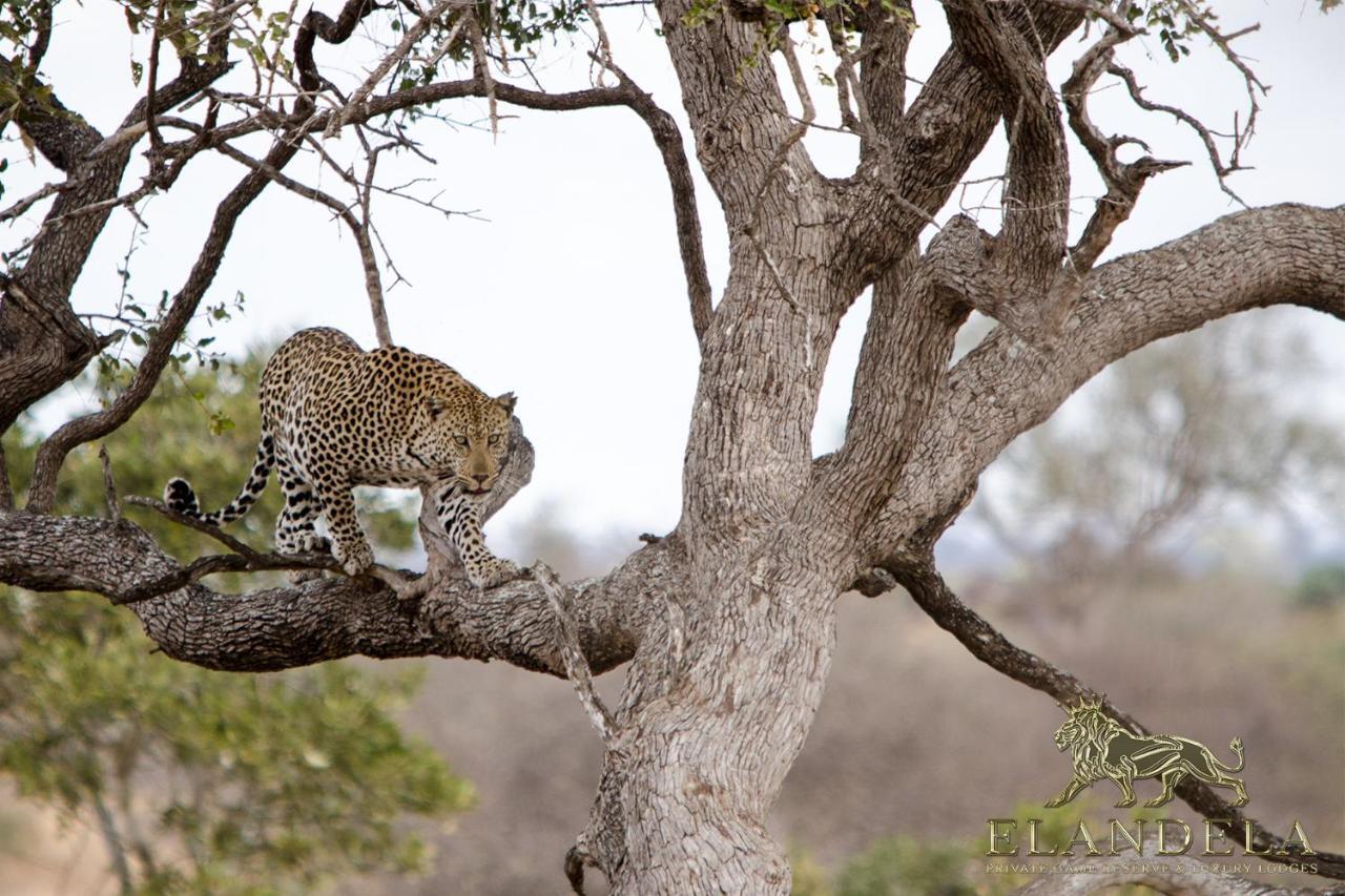 Elandela Private Game Reserve And Luxury Lodges Pty Ltd Hoedspruit Esterno foto