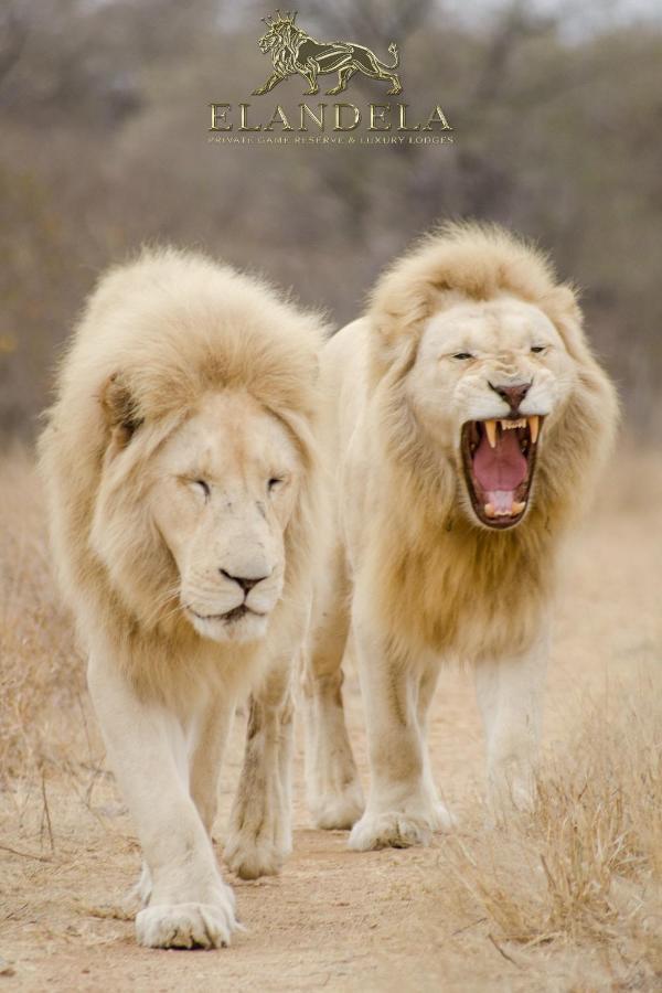 Elandela Private Game Reserve And Luxury Lodges Pty Ltd Hoedspruit Esterno foto